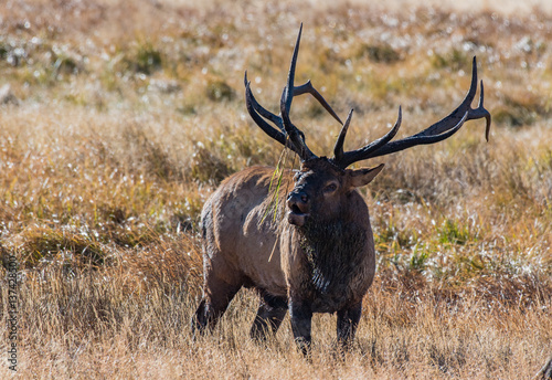 Bull Elk Bugling during the Rut