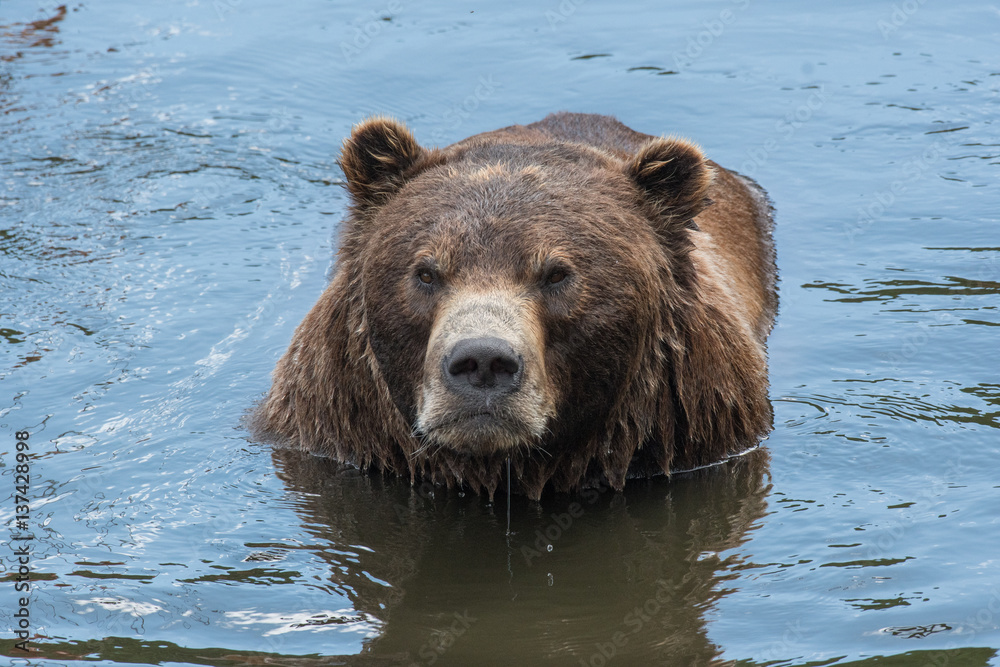 Brown Bear in the Water