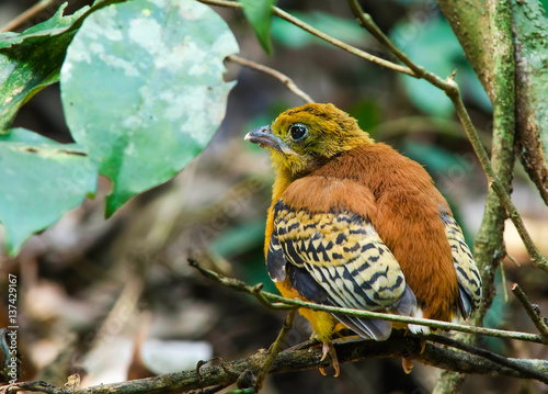 A Little Son Orange breasted Trogon photo