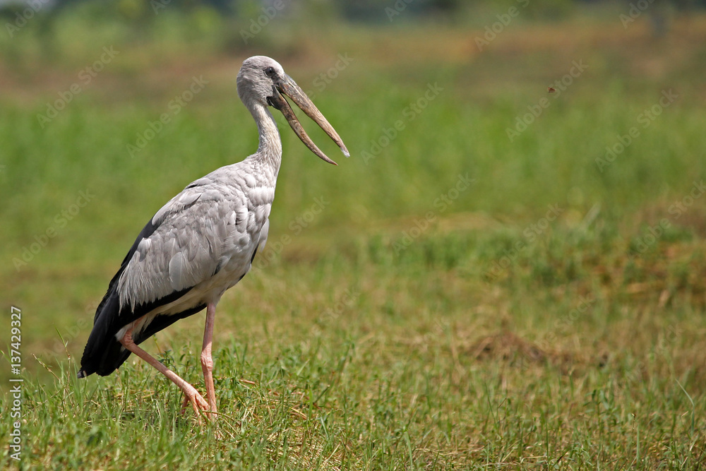 Fototapeta premium Asian Open bill Stork