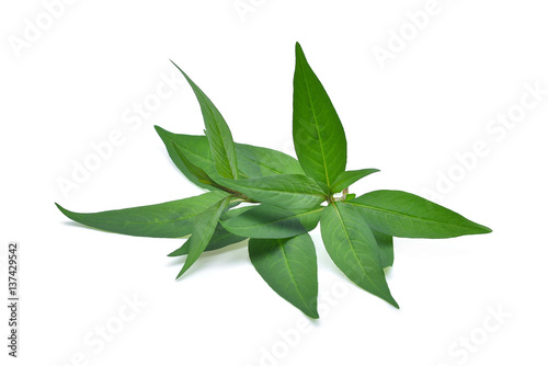 fresh vietnamese mint leaves isolated on white background
