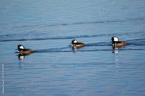 A Trio of Hooded Mergansers Swimming in a Lake