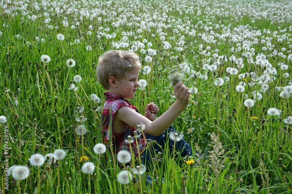 Kleiner Junge von der Seite sitzt in Wiese und schüttelt viele Pusteblumen in seiner Hand Kleiner Junge von der Seite sitzt in Wiese und schüttelt viele Pusteblumen in seiner Hand