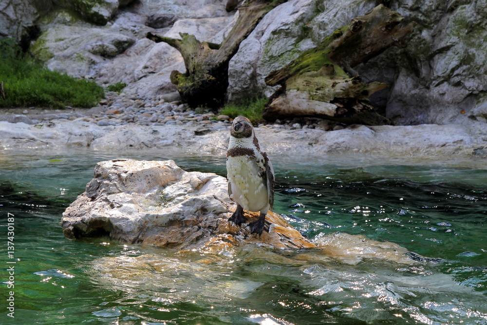 Φωτογραφία Travel to Vienna, Austria. The penguin near the water.
