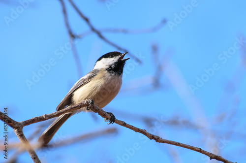 Black-capped Chickadee Singing for a Mate