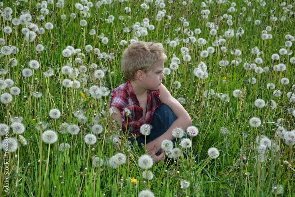 Kleiner Junge sitzt ganz entspannt in einer Pusteblumen Wiese und schaut zur Seite Kleiner Junge sitzt ganz entspannt in einer Pusteblumen Wiese und schaut zur Seite