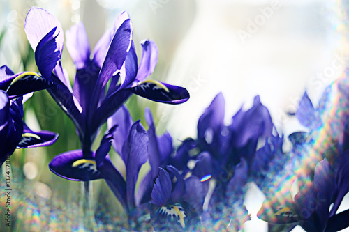 Lovely spring flowers © kichigin19