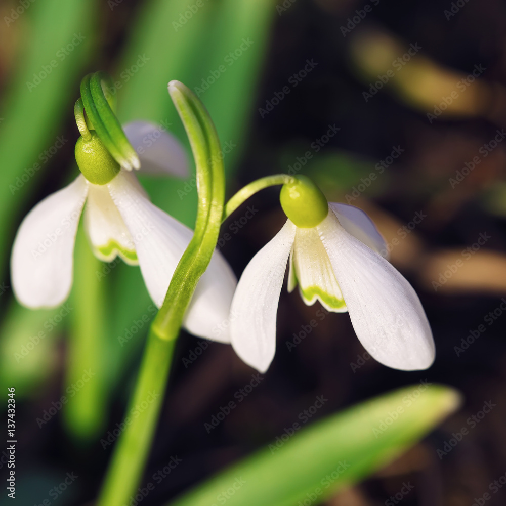 Spring snowdrop flowers blooming in sunny day Spring snowdrop flowers blooming in sunny day