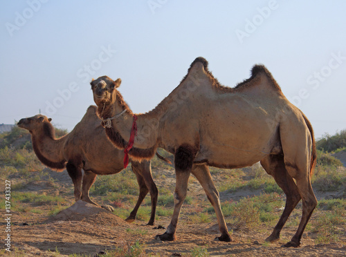 camels in semi-desert nearly baia de zaburunie at Caspian sea © babble
