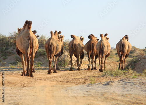 Fototapeta Naklejka Na Ścianę i Meble -  camels in semi-desert nearly baia de zaburunie at Caspian sea