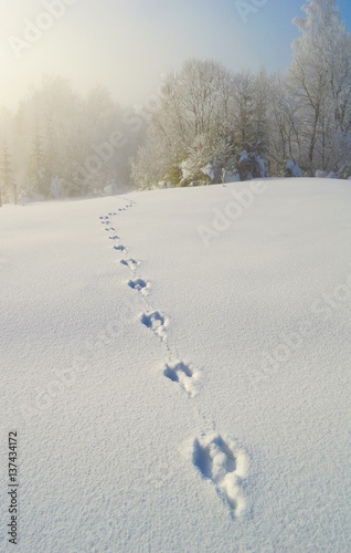 Roe deer tracks on the deep snow