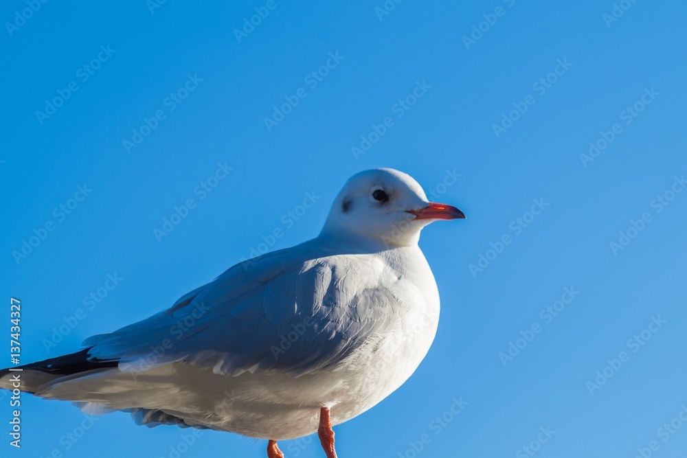 Obraz premium seagull in blue sky