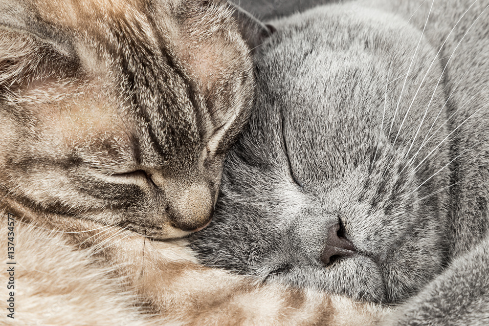 closeup macro shot of two cuddling sleeping cats thai siam and blue british short hair / Zwei kuschelnde katzen schlafend britisch kurzhaar bkh blau