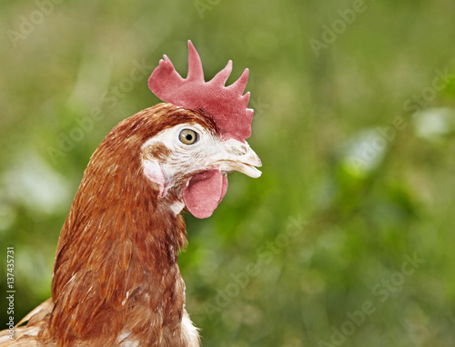 Einzelnes Huhn