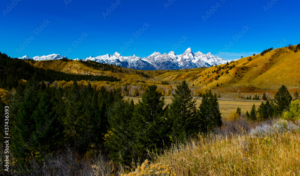 Valley in Autumn Gold with Grand Tetons in Background