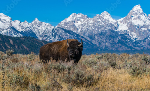 Bison on the Plains with Mountains in Background