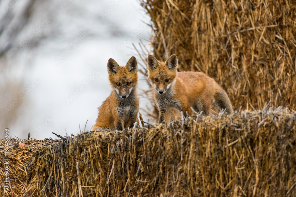 Mischievous Red Fox Kit Siblings Mischievous Red Fox Kit Siblings