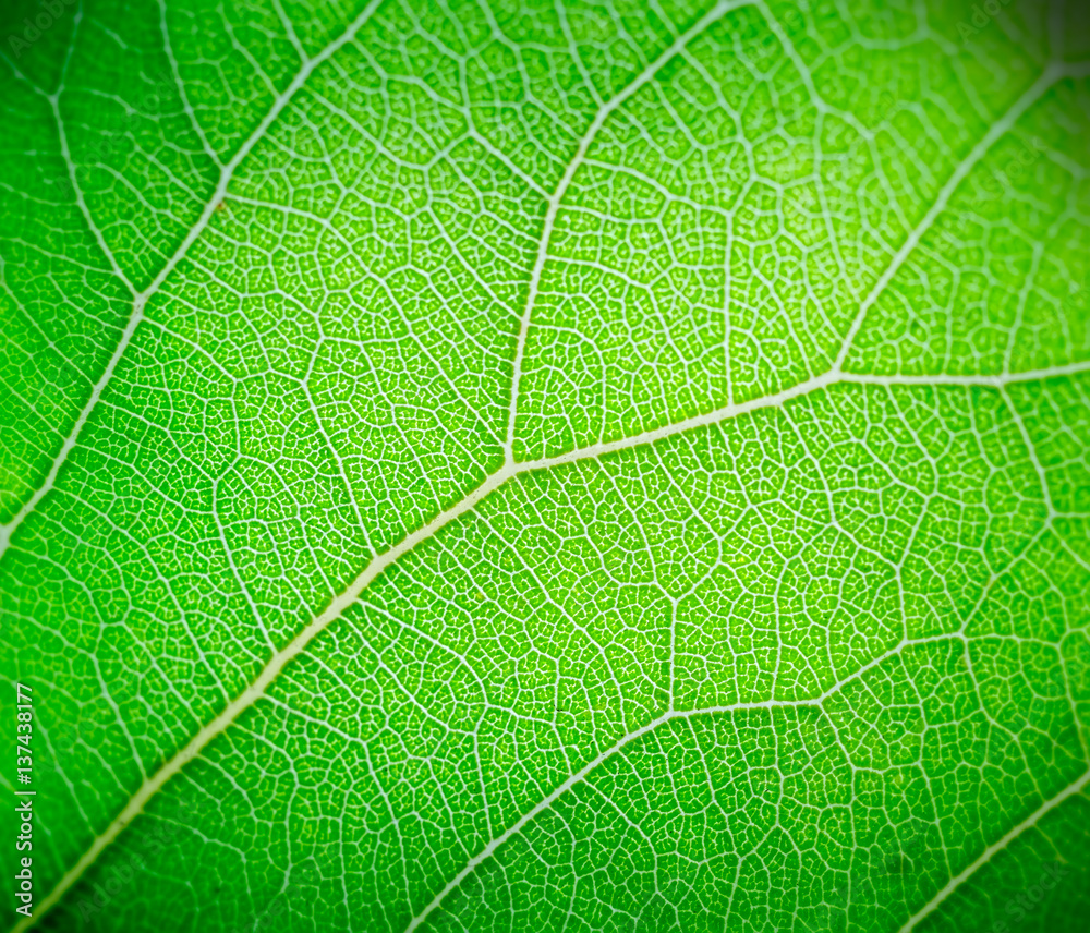 Light green leaf macro background.