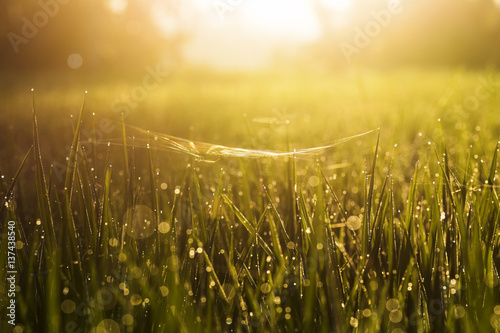 Green grass with water blurred background