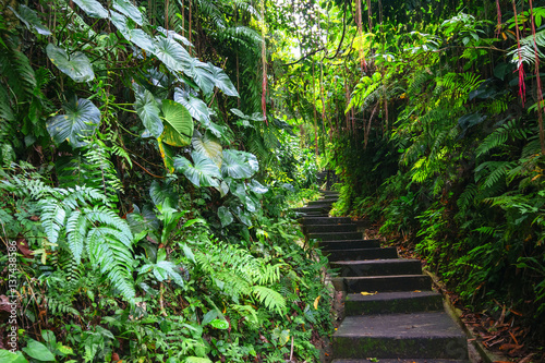 Green Dark Tropical Jungle pathway  Bali  Indonesia 