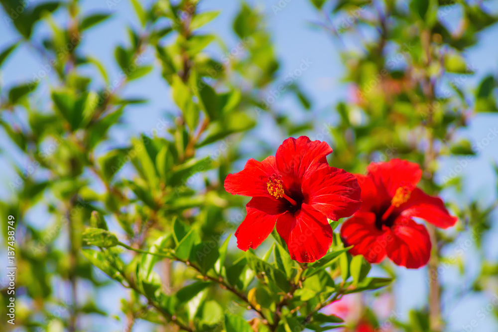 Red hibiscus in sunlight spring nature background. Red hibiscus in sunlight spring nature background.