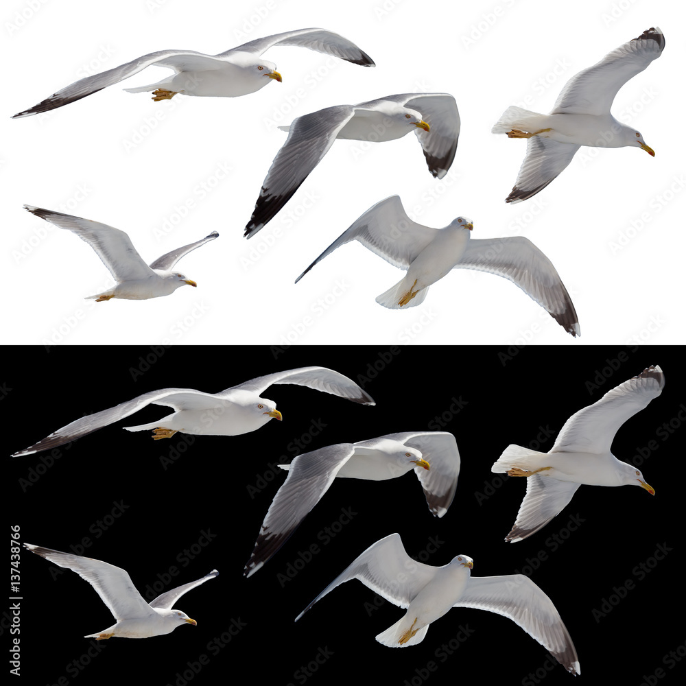 Flying sea gull isolated on white and black background. Stock Photo ...