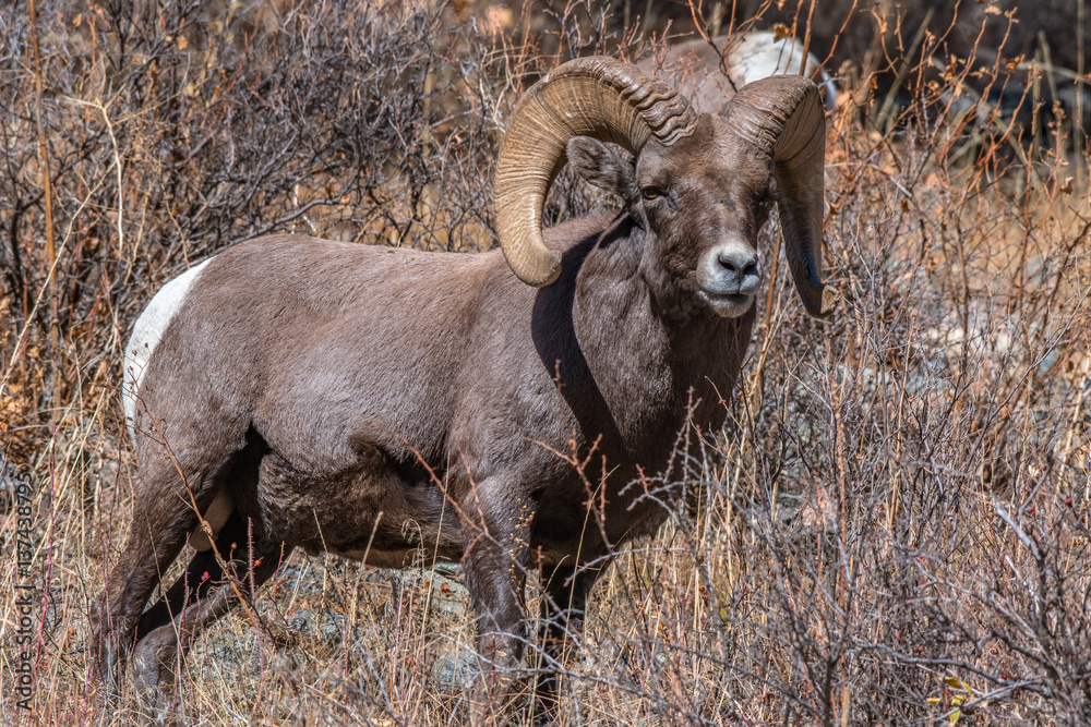 Obraz premium Bighorn Sheep Ram