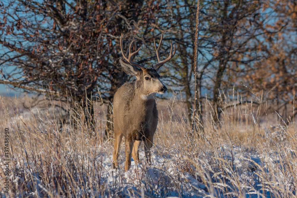 Obraz premium Mule Deer Buck in Autumn, Colorado