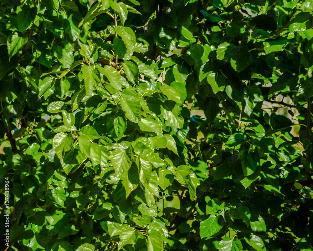 Fresh green background with ivy leaves on a sunny day Fresh green background with ivy leaves on a sunny day