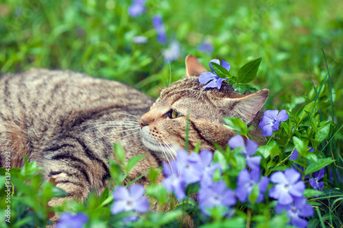 Cute siberian cat lying on the periwinkle lawn with flower on the head.
