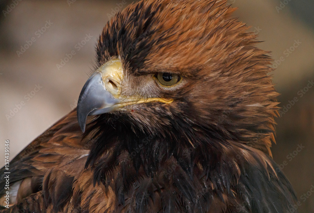 Naklejka premium close up of Eastern imperial eagle