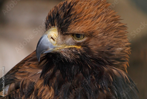 close up of Eastern imperial eagle