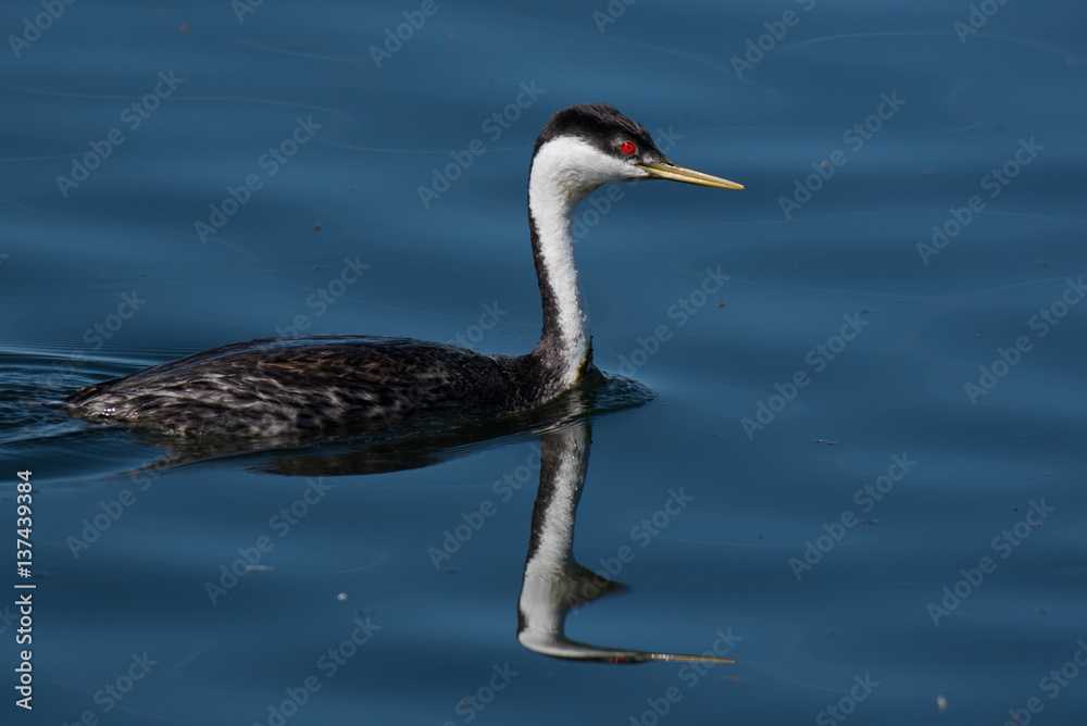 Western Grebe Western Grebe