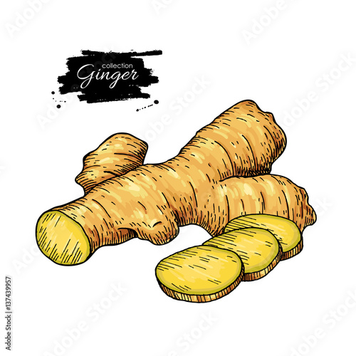 Ginger root vector hand drawn illustration.  Root and sliced pie