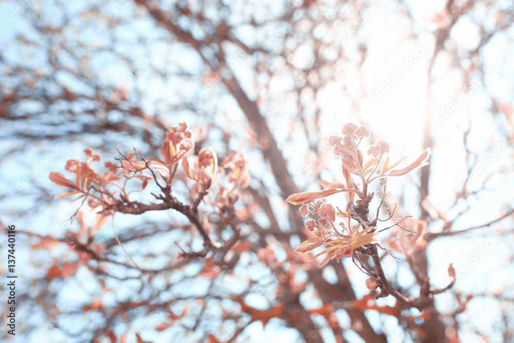toned background spring tree branches with young leaves sun glare blur bokeh toned background spring tree branches with young leaves sun glare blur bokeh