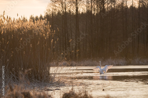 swan in the sunrise
