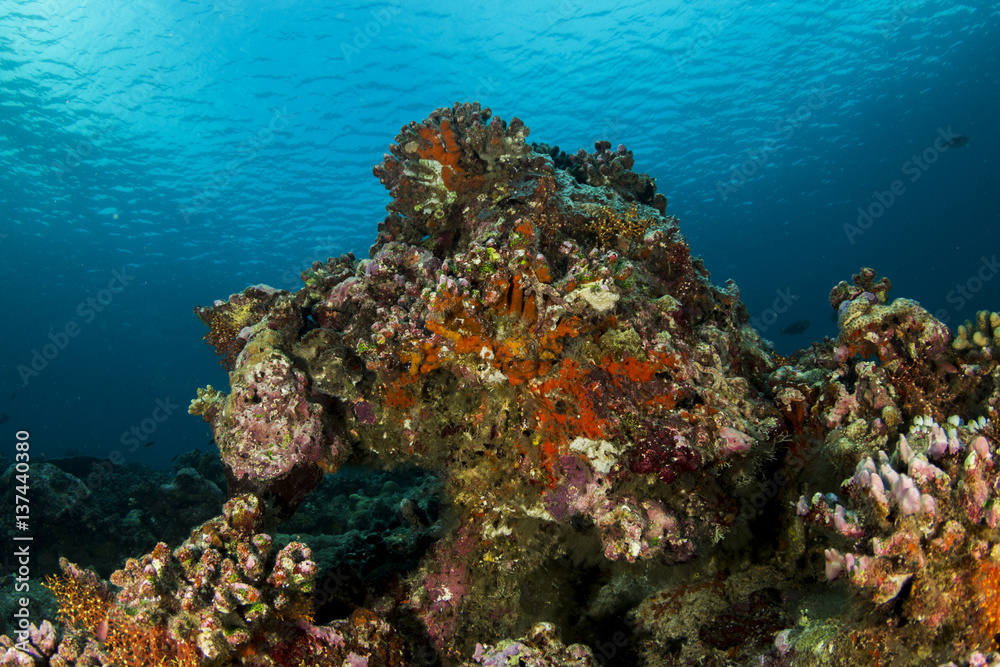 Fototapeta premium Beautiful coral at Maldives