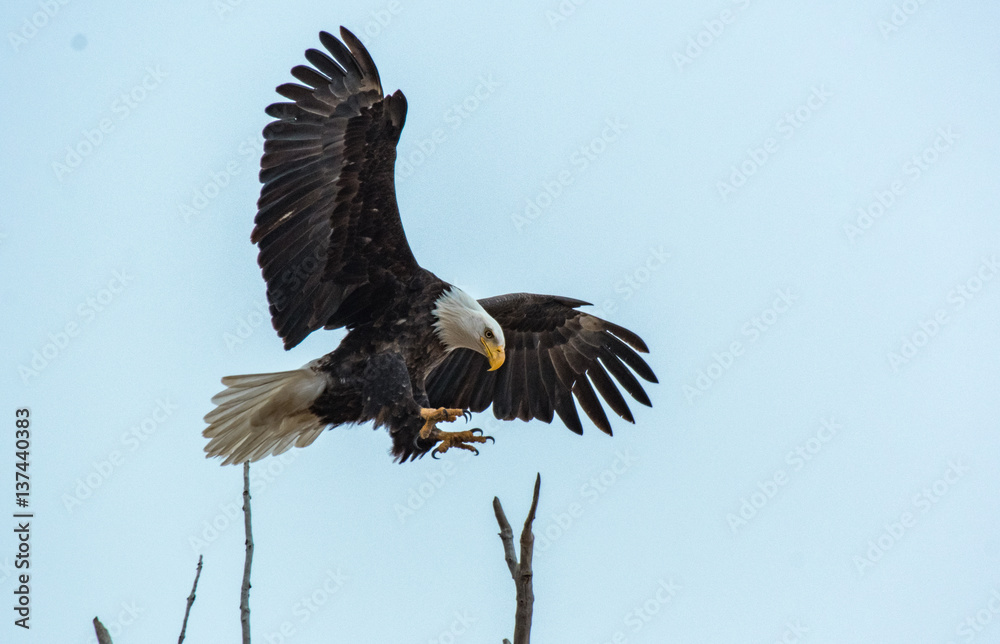 Fototapeta premium Bald Eagle Coming in for a Landing