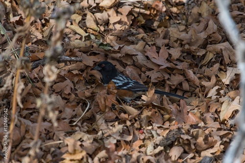 Spotted Towhee Foraging for Food in Fallen Oak Leaves in Autumn