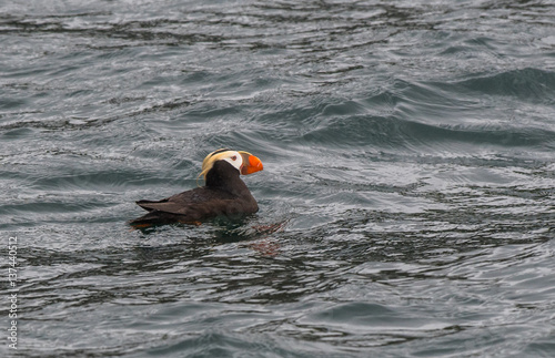 Tufted Puffin in the Ocean