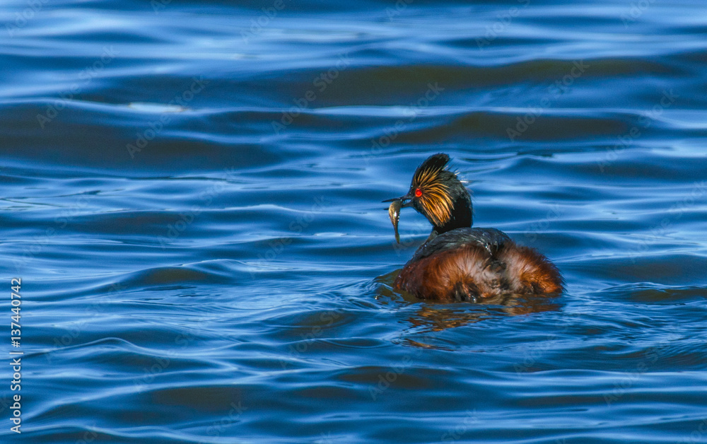 Eared Grebe Swimming with a Meal in Beak Eared Grebe Swimming with a Meal in Beak