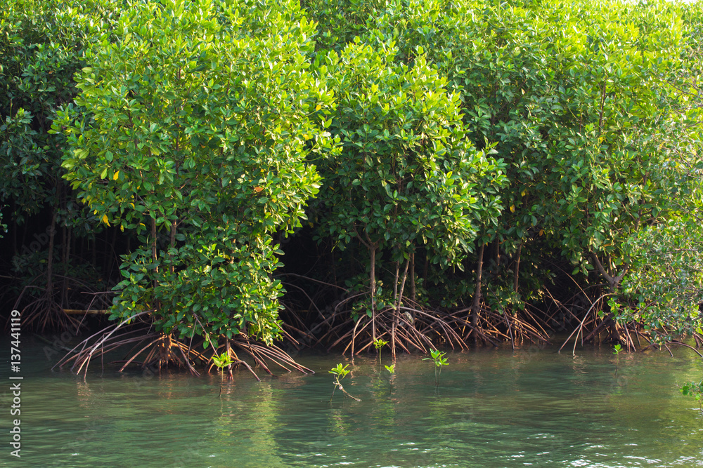 Mangrove trees along the sea Mangrove trees along the sea