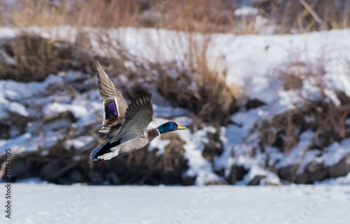 Mallard In Flight photo