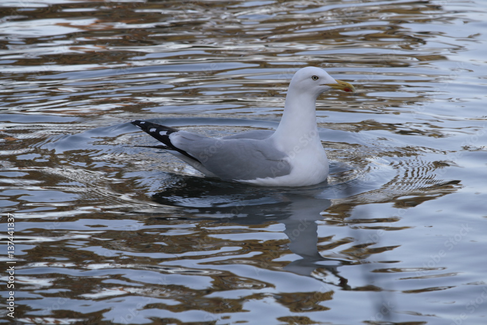 Fototapeta premium Mouette