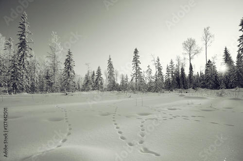 Wallpaper Mural monochrome winter landscape Torontodigital.ca