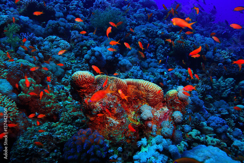 Fototapeta Naklejka Na Ścianę i Meble -  coral reef underwater photo
