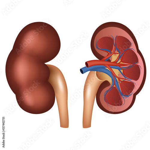 kidney anatomy vector. Vector illustration