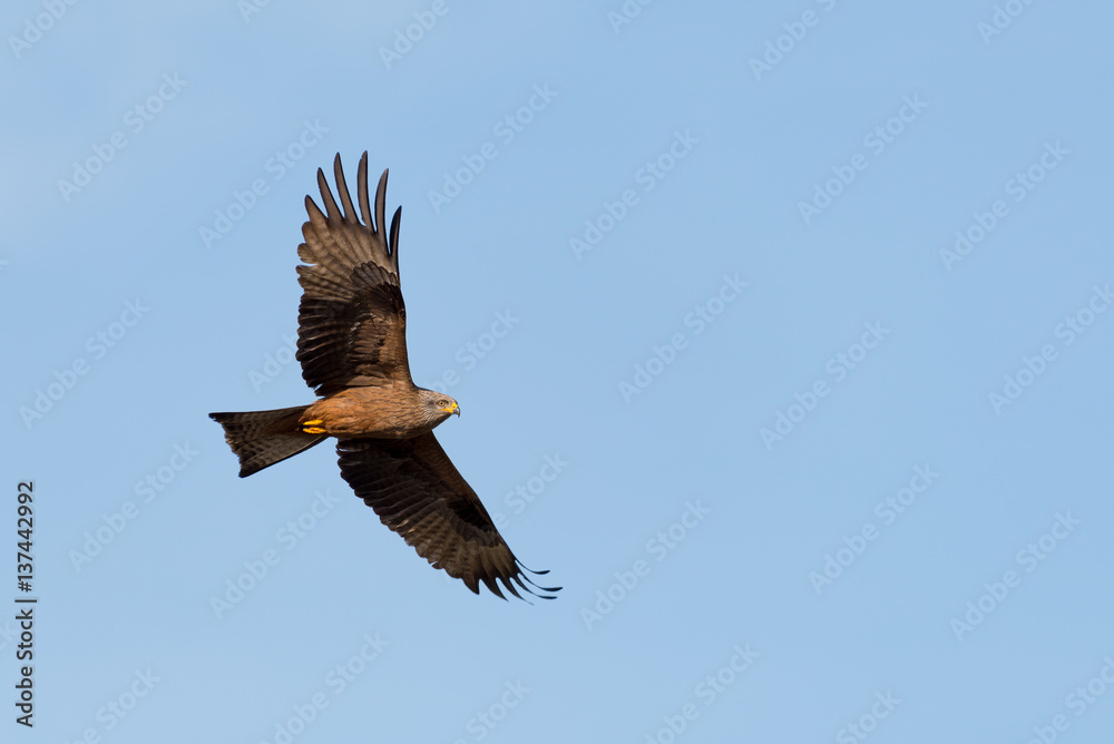 Black kite (Milvus migrans), flying, looking for prey, France