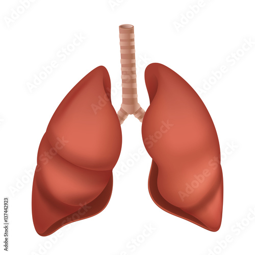 Human Lung anatomy diagram. Vector illustration