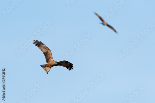 Black kite  Milvus migrans   flying  looking for prey  France